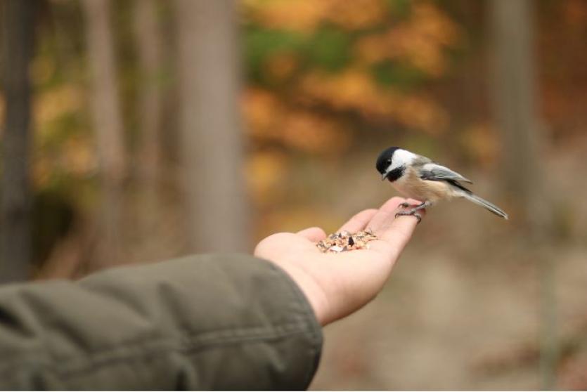 How to do more for wildlife at home